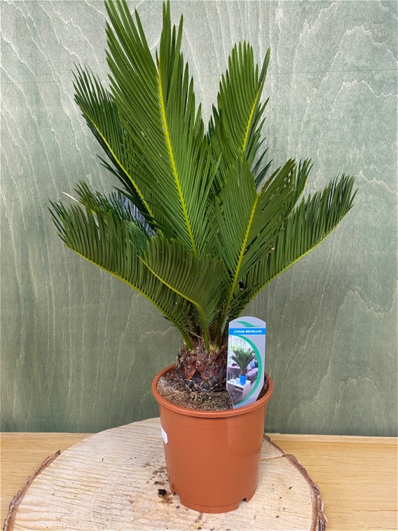 Cycas Palm Revoluta 45cm Plant For Delivery In North Yorkshire - Gifts ...