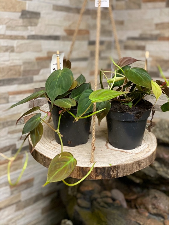 Philodendron scandens ( sweetheart) 25cm length P12 Plants Hanging