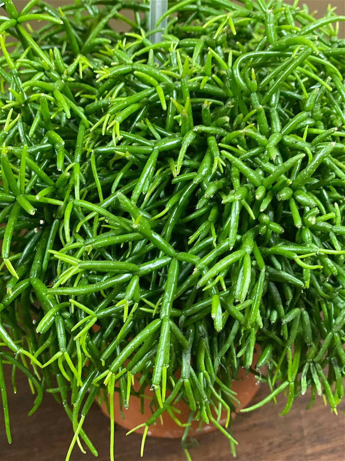 Rhipsalis Baccifera Plant 20cml P13 Plants Alina Florist