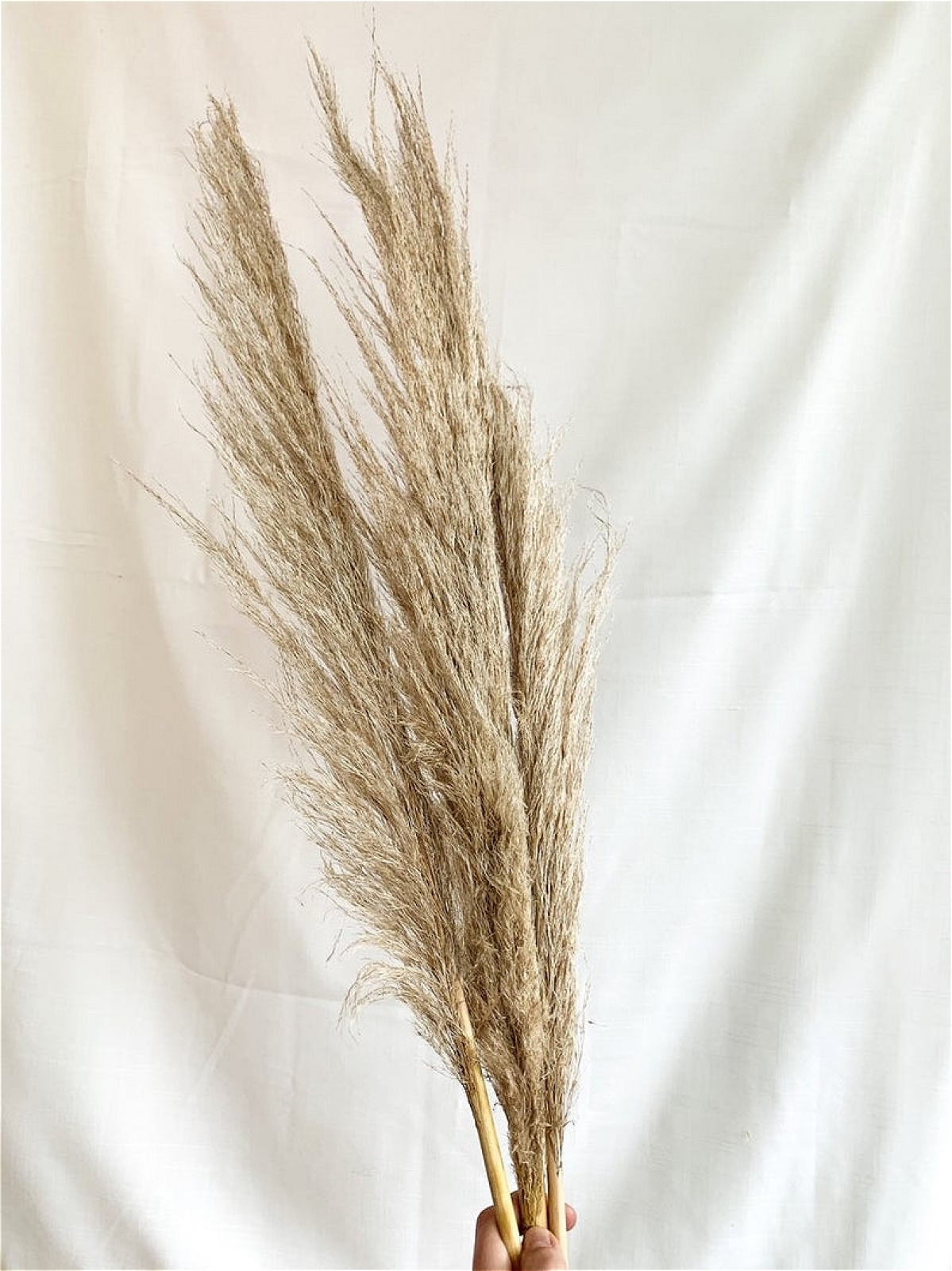 Natural Pampas Grass Stems JJ's Flowers