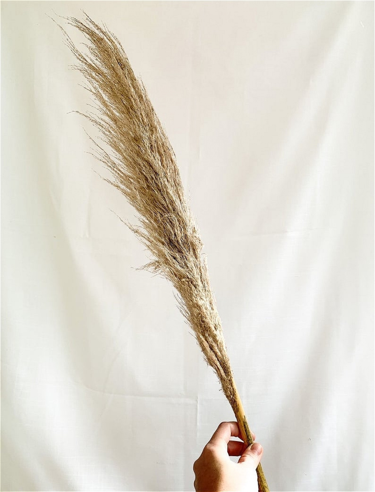 Natural Pampas Grass Stems - Dried Florals | JJ's Flowers