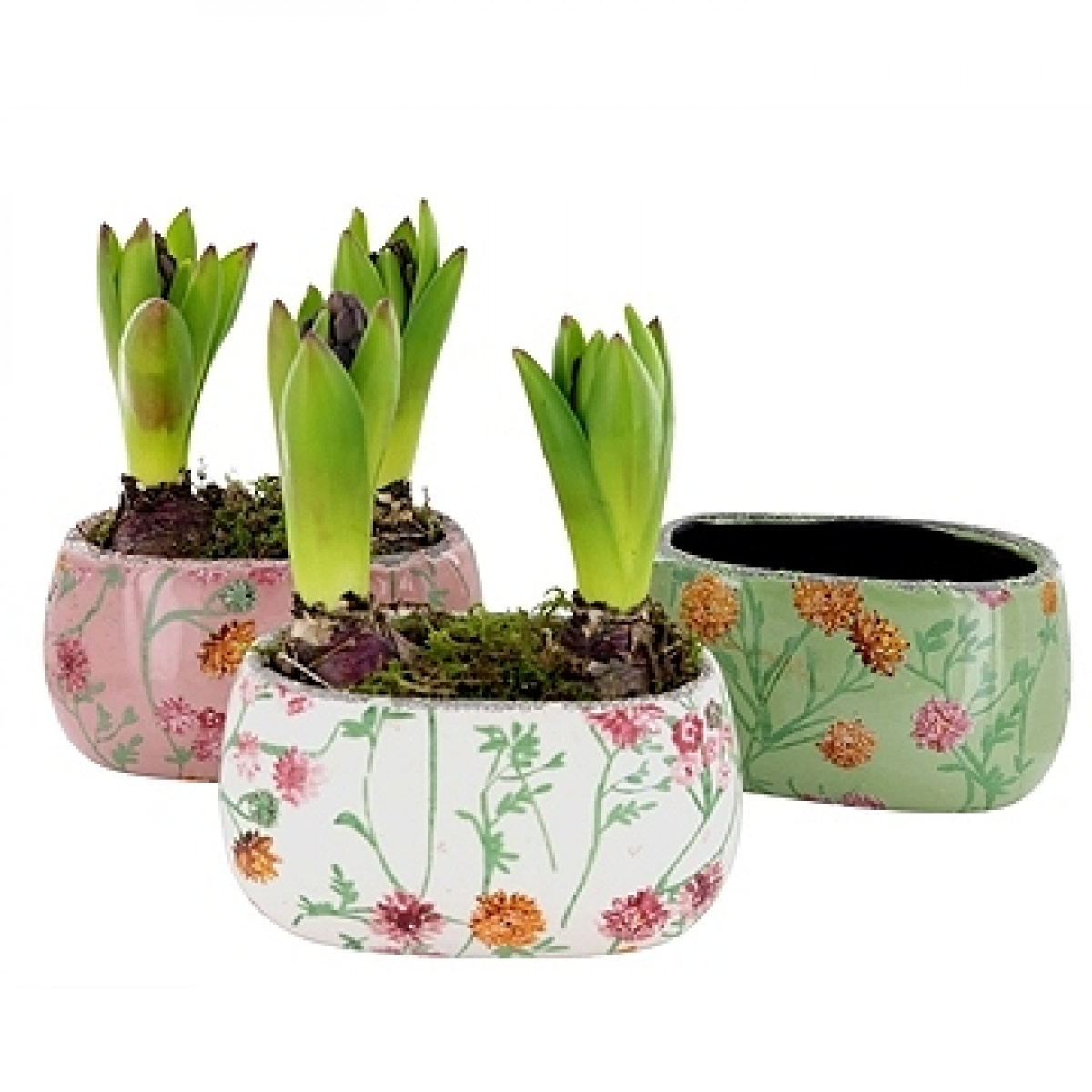 Hyacinth Bulb Planter Floral Gift and Plant Collection East Kent