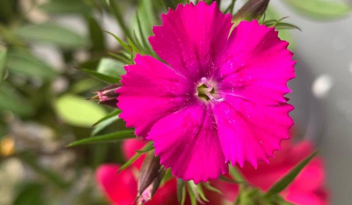 A Florist in Stalybridge Ashton Mossley Ocean Song Flowers and Gifts