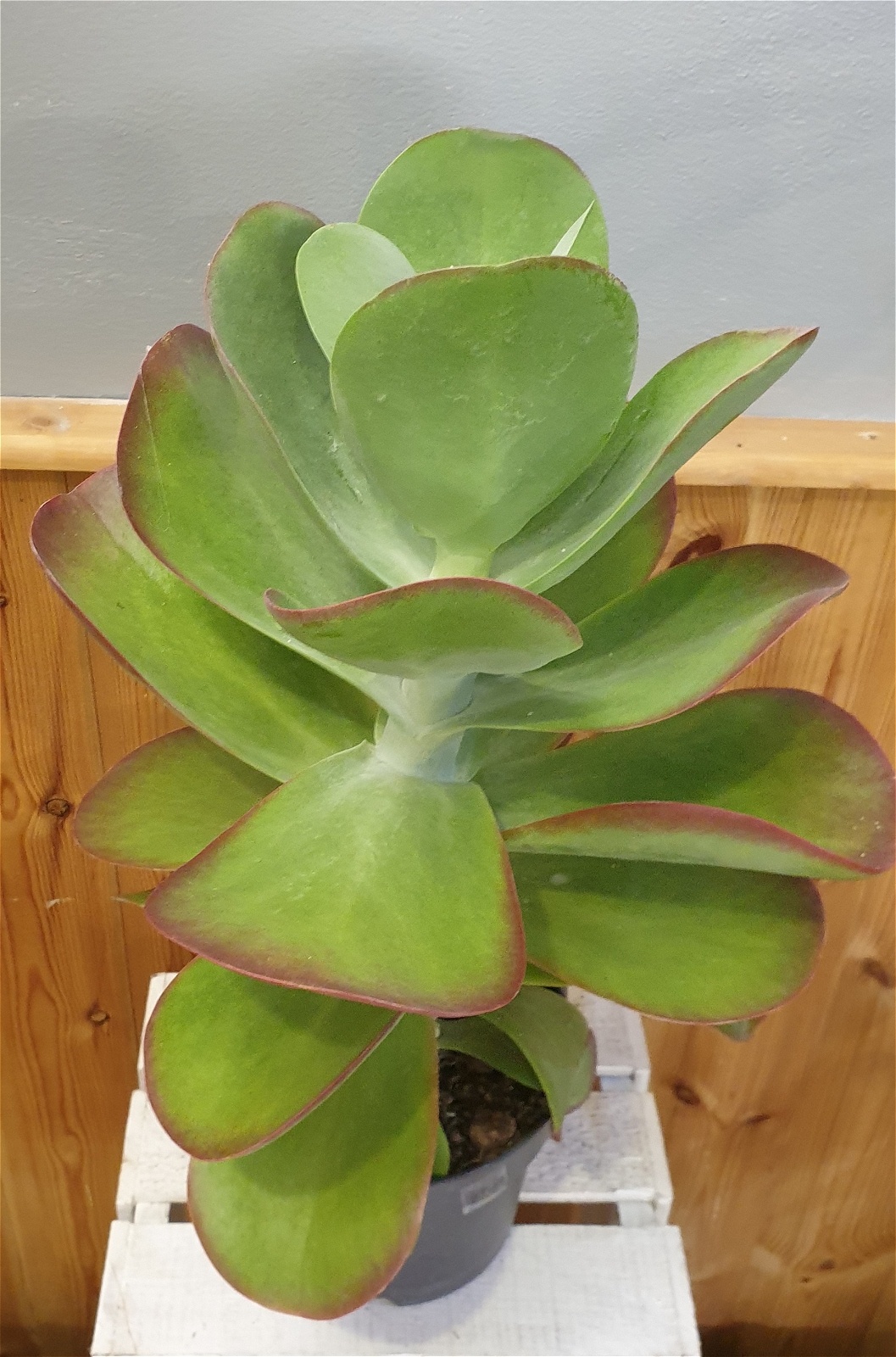 Kalanchoe thyrsiflora (paddle plant) Belvedere Blooms