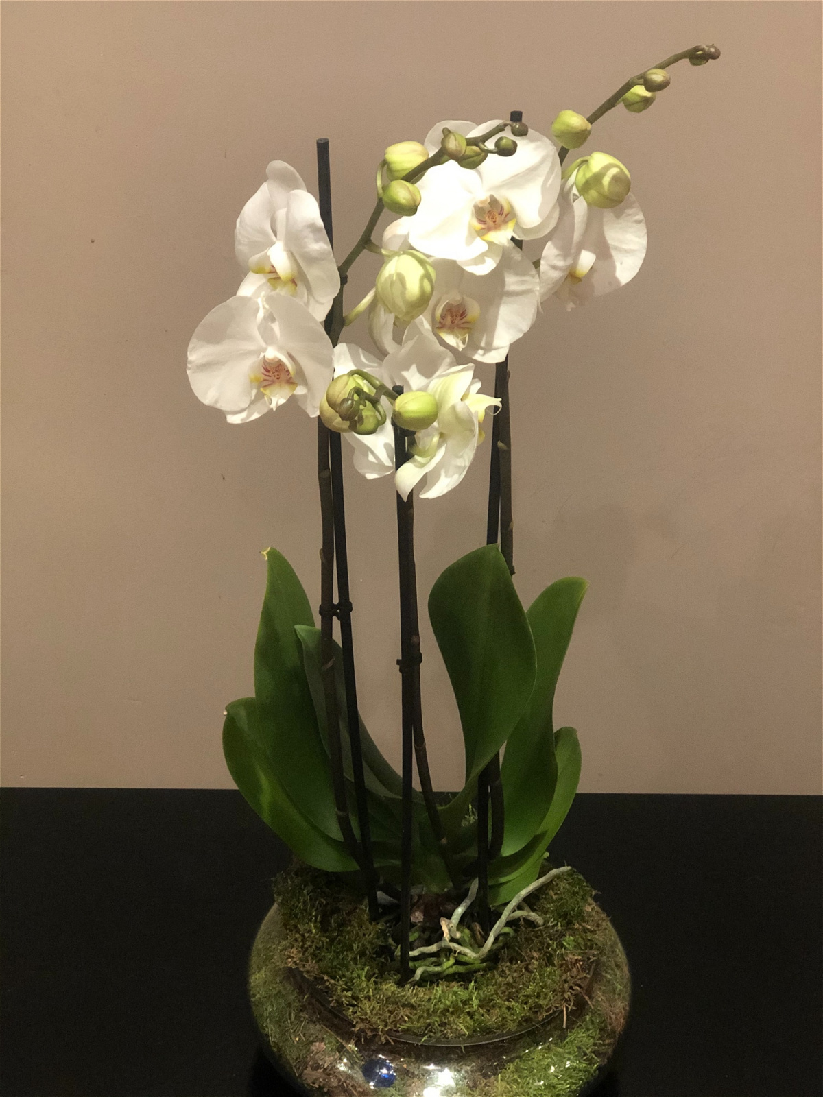 Orchid Gift - Bouquets 