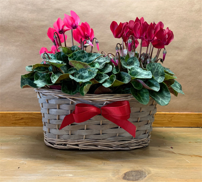 All Seasons Flowers & Gifts Ryde, Isle of Wight Buds and Blooms